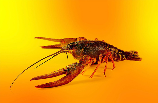 تهدیدهای OpenClaw: نحوه مدیریت هوش مصنوعی سایه